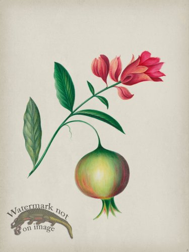 (image for) Andean Botanicals 008