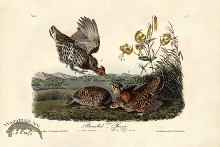 (image for) Pinnated Grouse