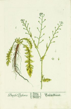 Blackwell German 240