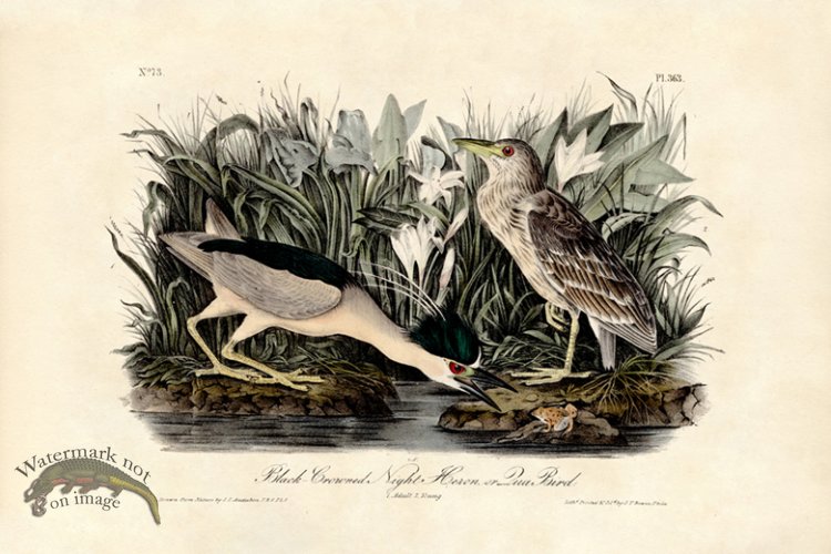 Black Crowned Night Heron