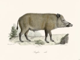 Cuvier 243 Male Mangler