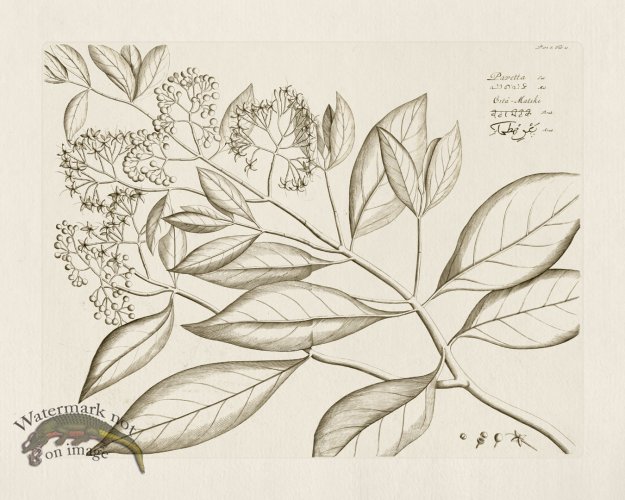 (image for) HORTUS VOl 05 10