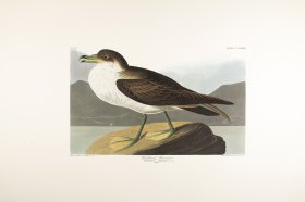 Wandering Shearwater