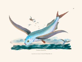 036 Common Flying Fish