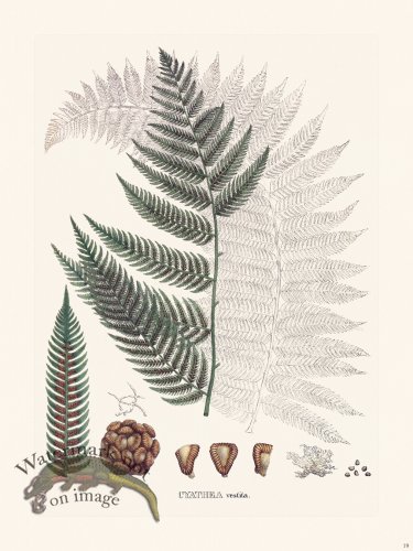 (image for) Ferns of Brazil 19