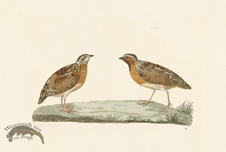 (image for) Pennant Zoology 104