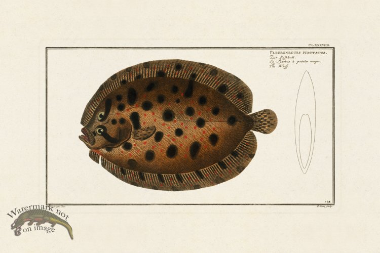 (image for) BLOCH FISH 189