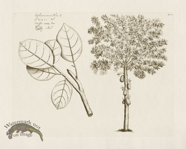 (image for) HORTUS VOl 03 26