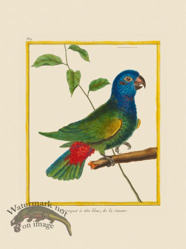 (image for) Martinet Bird 384