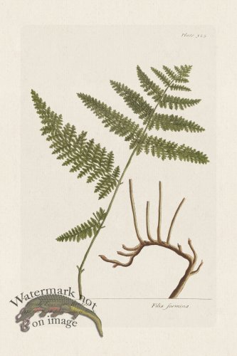 (image for) BEE 325 Female Fearn