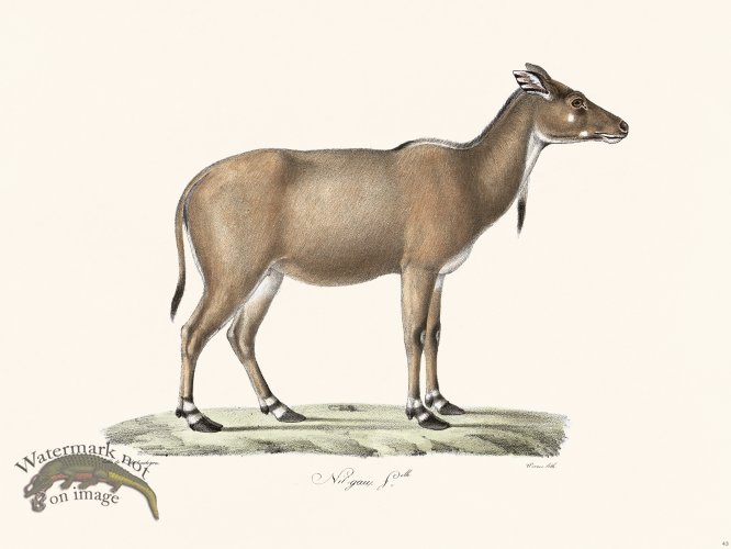 Cuvier 043 Nil Gawe Fille