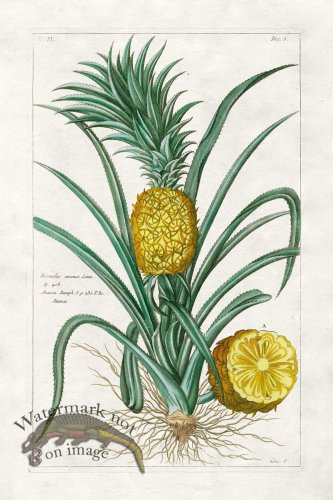 (image for) Buchoz Palm 14