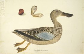 (image for) 245 Swedish Birds . Anas Clypeata, Northern Shoveller, Female