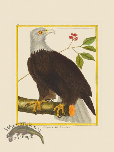(image for) Martinet Bird 411