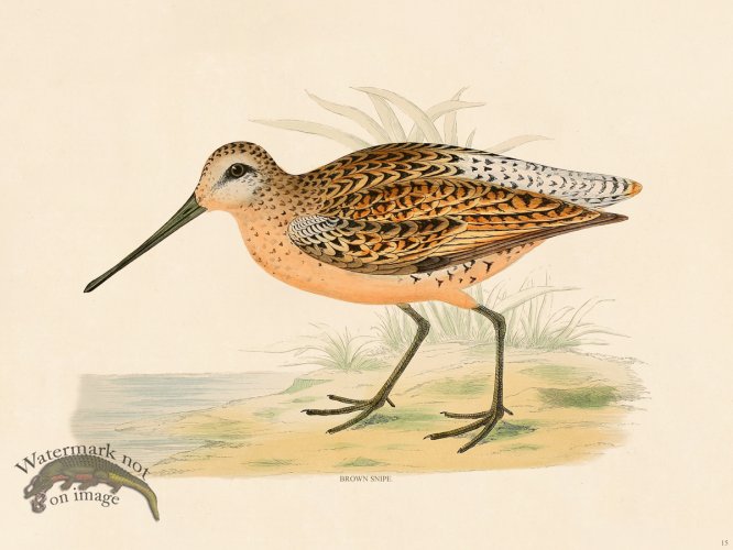 (image for) 15 BGB Brown Snipe