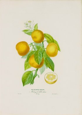 Poiteau Citrus 05
