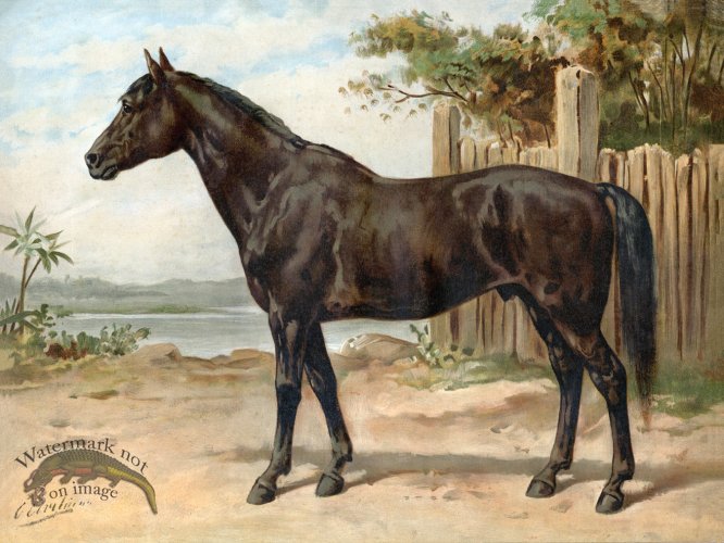 (image for) Australian Horse by Eerelman