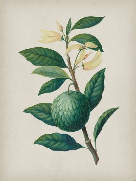 Andean Botanicals 030