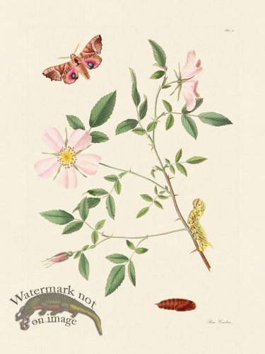 (image for) Abbot Butterfly 025