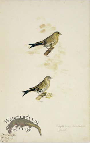 (image for) 74 Swedish Birds . Fringilla Spinus, Eurasian Siskin, M.F