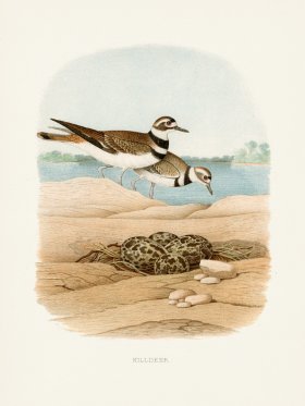 Thomas Gentry Bird 43