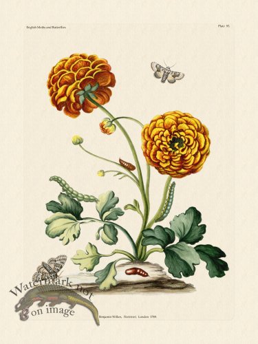 (image for) Wilkes Butterflies 093