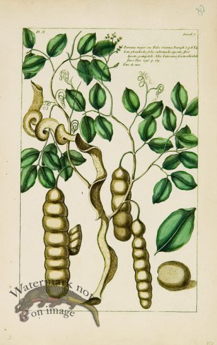 (image for) Buchoz Bot 50