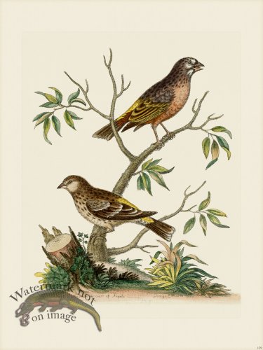 (image for) Edwards 129 Two Sorts of Linnets