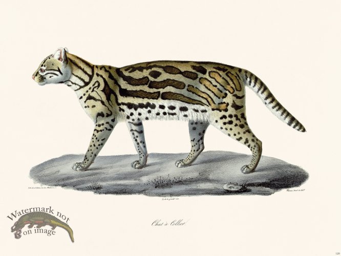 (image for) Cuvier 120 Cat In Collier