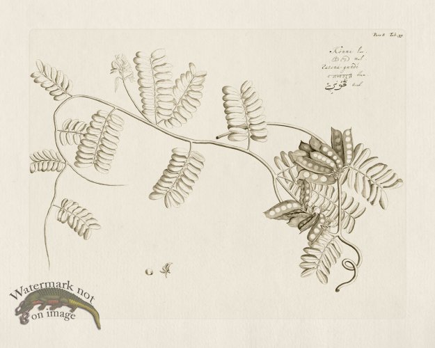 (image for) HORTUS VOl 08 39