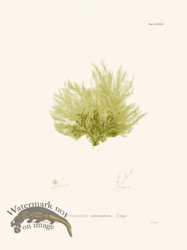 (image for) Bradbury Seaweed 181