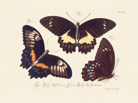 Jablonsky Butterfly 033