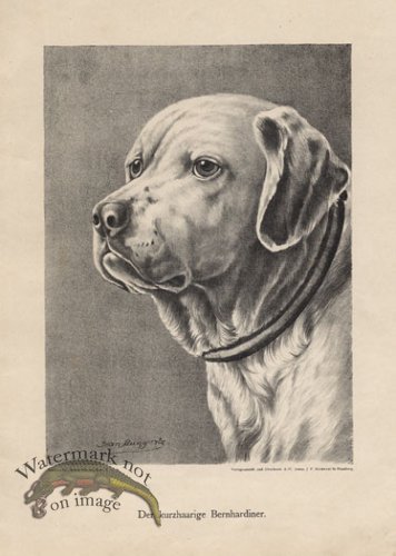 (image for) 1890s Dogs 42