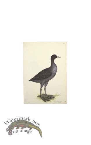 (image for) EURASIAN COOT . PL 24