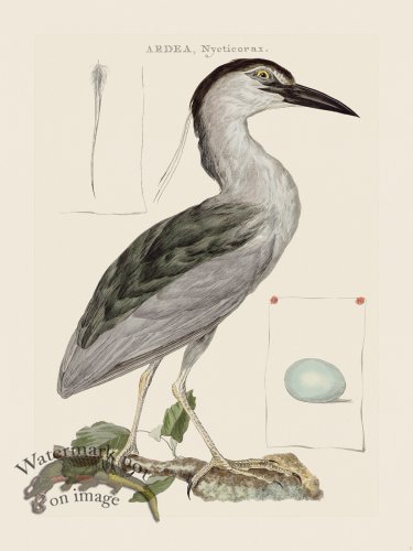 (image for) Nozeman Bird 001