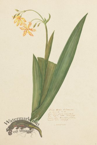 (image for) Blomboken 016