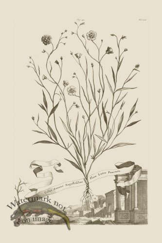 (image for) Abraham Munting 040