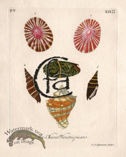 (image for) Knorr Shell 19