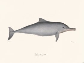 Cuvier 421 Dauphin N 3