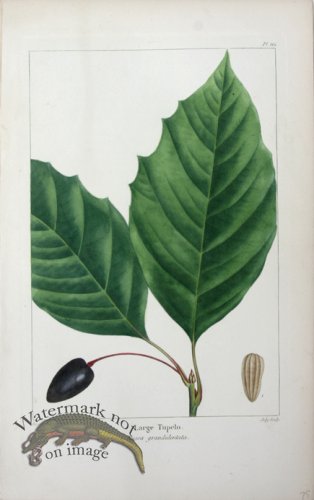 (image for) 15 large Tupelo