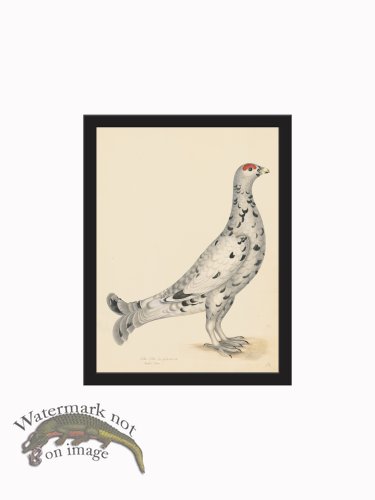 (image for) Rudbeck CFA_BF 17 BLACK GROUSE