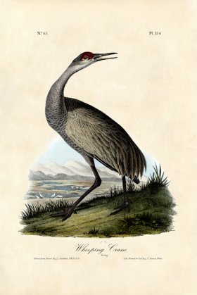 Whooping Crane Young