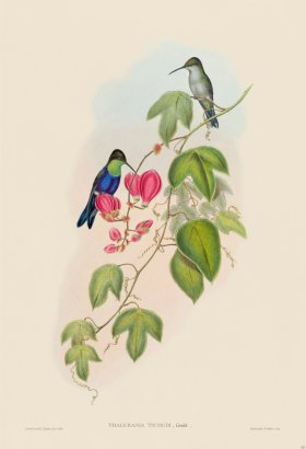 Gould Hummingbird 103