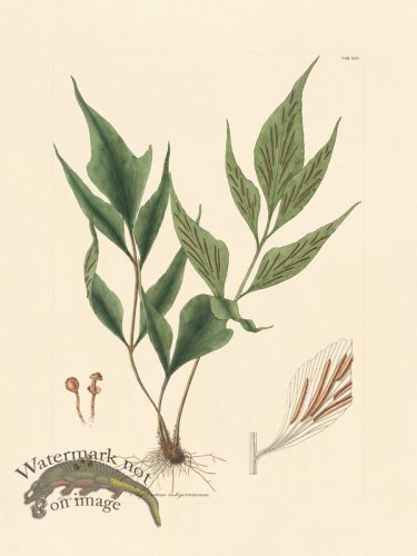 (image for) Hooker Fern 25