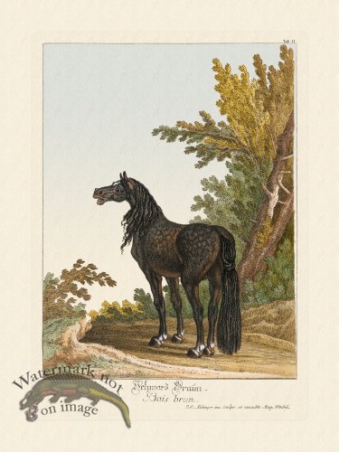 (image for) Ridingers Horses 11