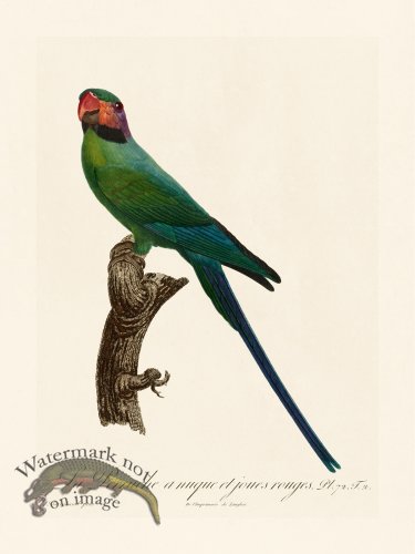 (image for) Barraband Parrot 072
