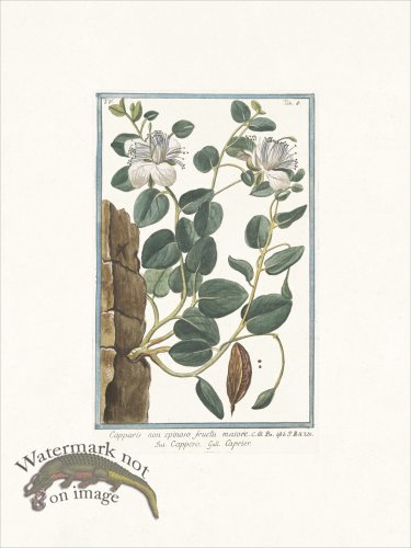 (image for) Bonelli 408 Caper