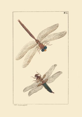 (image for) Dragon Fly 02
