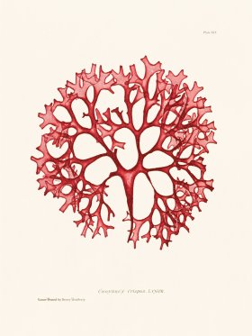 Bradbury Seaweed 091