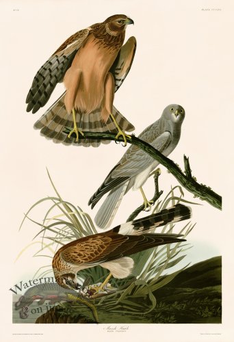 (image for) 356 Marsh Hawk